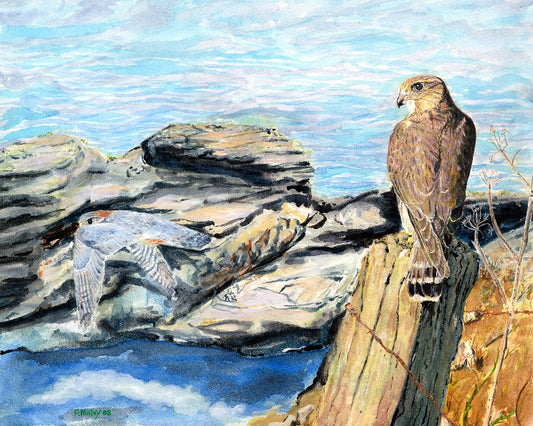 Merlin Valentia Island
